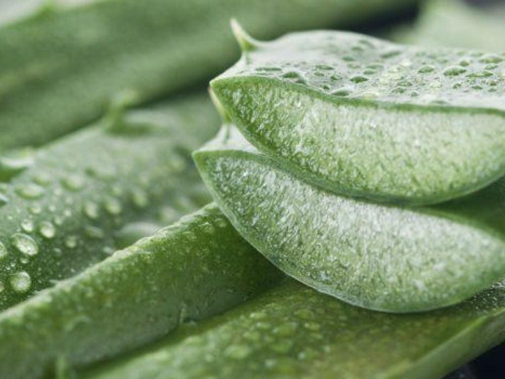 Aloe Vera: Histrico e Benefcios I Simple Organic