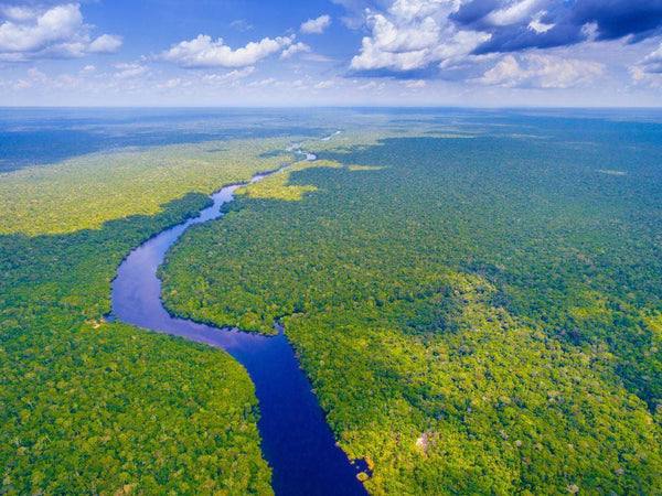 Dia da Amazônia: o impacto positivo dos óleos RAW extraídos da Floresta