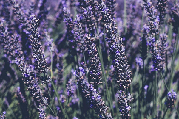 Extrato de Lavanda Francesa