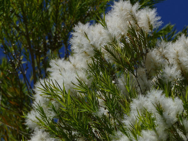 Melaleuca